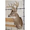 Image 3 : 14-Point WHITETAIL DEER Shoulder Mount