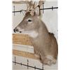 Image 4 : 14-Point WHITETAIL DEER Shoulder Mount