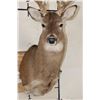 Image 5 : 14-Point WHITETAIL DEER Shoulder Mount