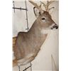 Image 6 : 14-Point WHITETAIL DEER Shoulder Mount