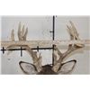 Image 7 : 14-Point WHITETAIL DEER Shoulder Mount