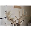 Image 8 : 14-Point WHITETAIL DEER Shoulder Mount