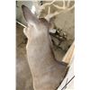 Image 9 : 14-Point WHITETAIL DEER Shoulder Mount