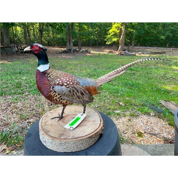 Life-sized Ring-necked PHEASANT Mounted on a Wood Slice