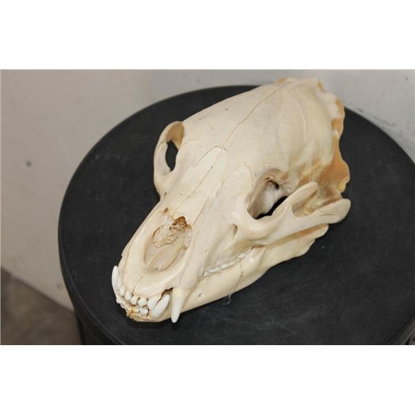 BLACK BEAR Skull with All its Teeth and a Removable Jaw