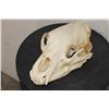 Image 1 : BLACK BEAR Skull with All its Teeth and a Removable Jaw