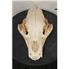 Image 2 : BLACK BEAR Skull with All its Teeth and a Removable Jaw