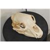 Image 3 : BLACK BEAR Skull with All its Teeth and a Removable Jaw