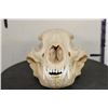 Image 4 : BLACK BEAR Skull with All its Teeth and a Removable Jaw
