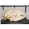 Image 5 : BLACK BEAR Skull with All its Teeth and a Removable Jaw