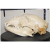 Image 6 : BLACK BEAR Skull with All its Teeth and a Removable Jaw
