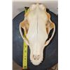 Image 8 : BLACK BEAR Skull with All its Teeth and a Removable Jaw