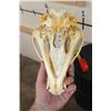 Image 9 : BLACK BEAR Skull with All its Teeth and a Removable Jaw