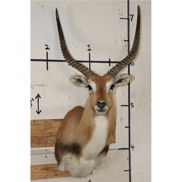 KAFUE LECHWE Shoulder Mount