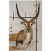 Image 1 : KAFUE LECHWE Shoulder Mount