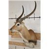 Image 3 : KAFUE LECHWE Shoulder Mount