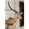 Image 4 : KAFUE LECHWE Shoulder Mount