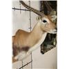 Image 5 : KAFUE LECHWE Shoulder Mount