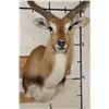 Image 6 : KAFUE LECHWE Shoulder Mount