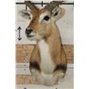 Image 7 : KAFUE LECHWE Shoulder Mount