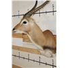 Image 8 : KAFUE LECHWE Shoulder Mount