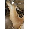 Image 9 : KAFUE LECHWE Shoulder Mount