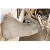 Image 10 : 14-Point WHITETAIL DEER Shoulder Mount with the Boone and Crockett Club Score Sheet