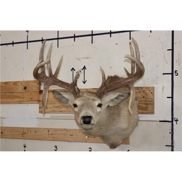 14-Point WHITETAIL DEER Shoulder Mount with the Boone and Crockett Club Score Sheet