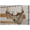 Image 1 : 14-Point WHITETAIL DEER Shoulder Mount with the Boone and Crockett Club Score Sheet