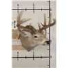 Image 3 : 14-Point WHITETAIL DEER Shoulder Mount with the Boone and Crockett Club Score Sheet