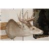 Image 4 : 14-Point WHITETAIL DEER Shoulder Mount with the Boone and Crockett Club Score Sheet