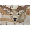 Image 7 : 14-Point WHITETAIL DEER Shoulder Mount with the Boone and Crockett Club Score Sheet