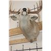 Image 8 : 14-Point WHITETAIL DEER Shoulder Mount with the Boone and Crockett Club Score Sheet
