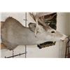 Image 9 : 14-Point WHITETAIL DEER Shoulder Mount with the Boone and Crockett Club Score Sheet