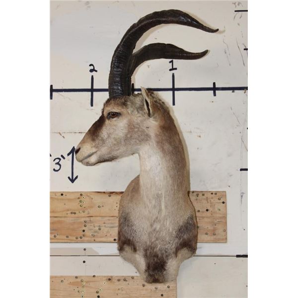 RONDA IBEX Shoulder Mount