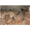 Image 11 : XL 45 lb Honey and Smoky DOGTOOTH CALCITE Crystal Cluster Formation