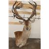 Image 1 : 21-Point RED STAG Pedestal Mount (No Pedestal) with a Heavy Rack