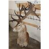 Image 2 : 21-Point RED STAG Pedestal Mount (No Pedestal) with a Heavy Rack