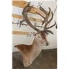 Image 3 : 21-Point RED STAG Pedestal Mount (No Pedestal) with a Heavy Rack