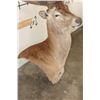 Image 4 : 21-Point RED STAG Pedestal Mount (No Pedestal) with a Heavy Rack