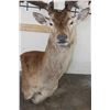 Image 5 : 21-Point RED STAG Pedestal Mount (No Pedestal) with a Heavy Rack