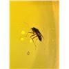Image 4 : Big 19.15 ct Authentic Myanmar AMBER Fossil Specimen with Insects and an Enhydro