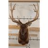 Image 1 : 14-Point ELK Shoulder Mount