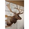 Image 2 : 14-Point ELK Shoulder Mount