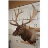 Image 3 : 14-Point ELK Shoulder Mount