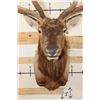 Image 5 : 14-Point ELK Shoulder Mount