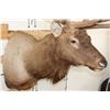 Image 6 : 14-Point ELK Shoulder Mount