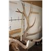 Image 8 : 14-Point ELK Shoulder Mount