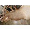 Image 9 : 14-Point ELK Shoulder Mount