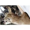 Image 10 : PRONGHORN Shoulder Mount with a Non-typical Horn Spread
